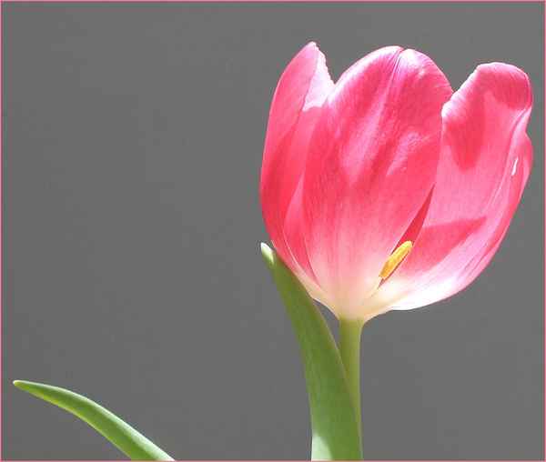 POWER FLOWER I