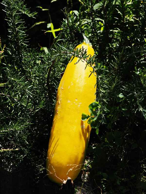 zuccini im rosmarienbett