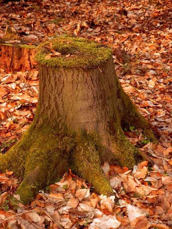 Herbststimmung