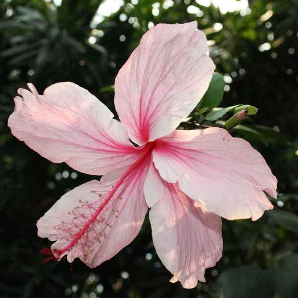 pink flower