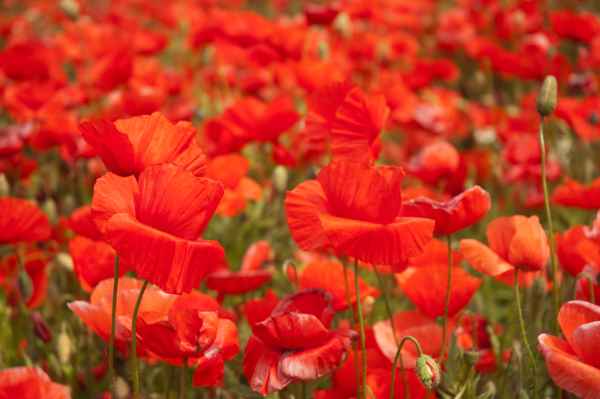 mehr Mohn geht nicht