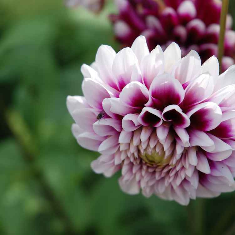 Dahlia