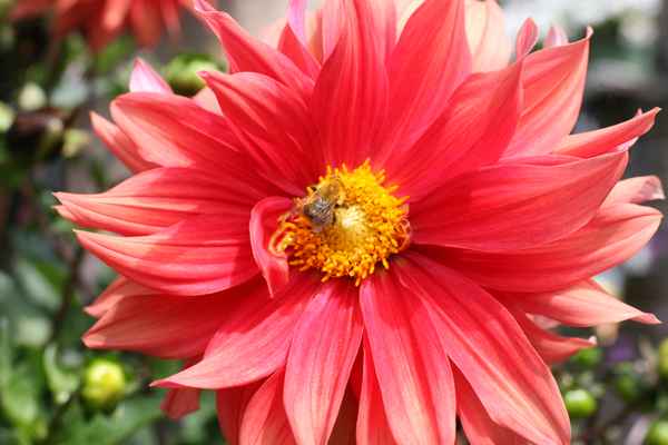 Biene auf Dahlienbl&uuml;te