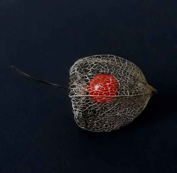 Physalis