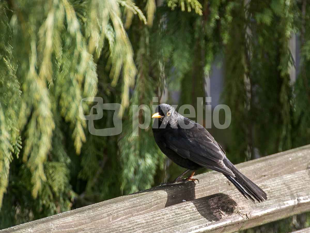 Amselmännchen