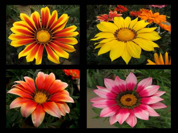 Blumengrüsse per e-card