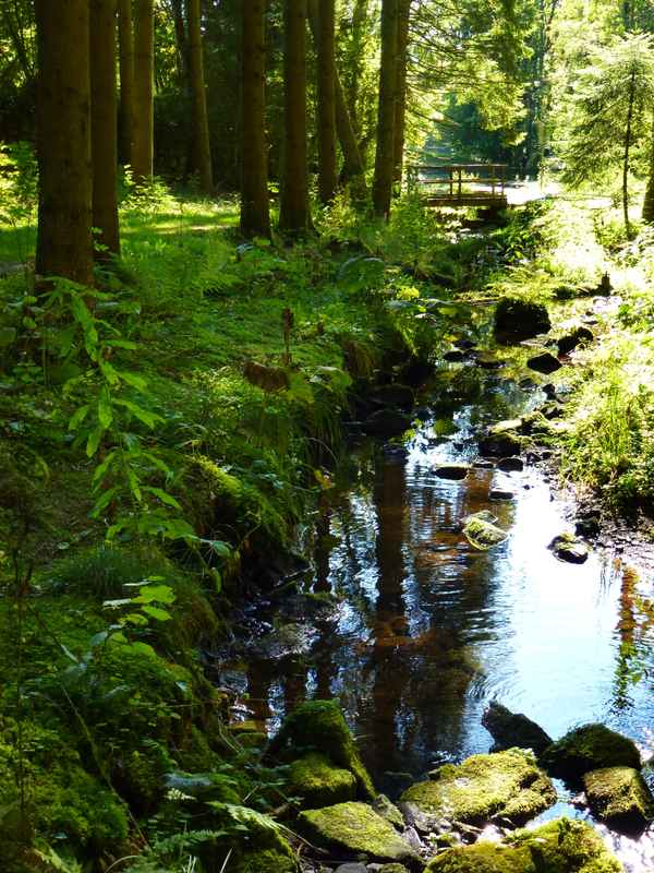 Waldbach mit Holzbruecke _hoch