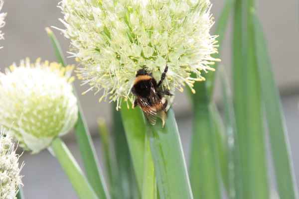 Hummel