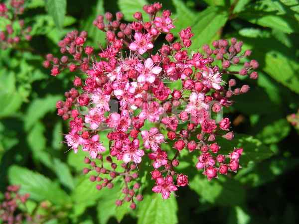 Blüte des roten Spierstrauchs