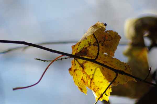  Ein Blatt im Baum