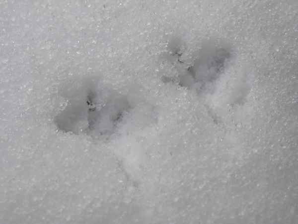 Wer ist hier gewesen?