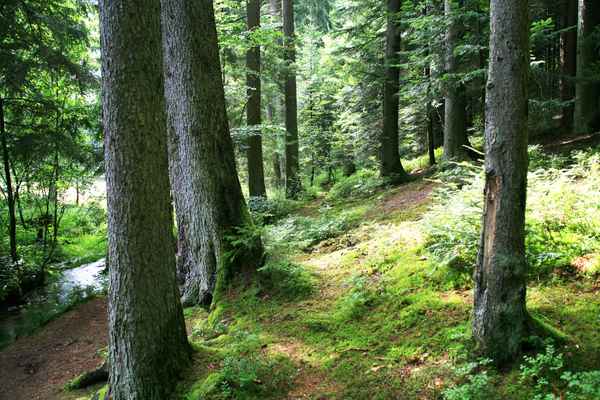 Mischwald mit Breitenbach