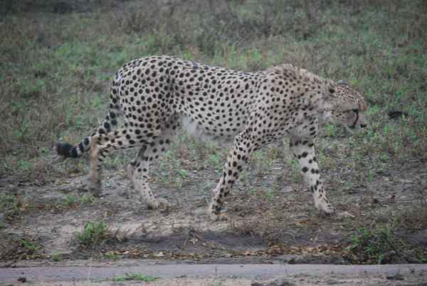 Gepard, Cheetah