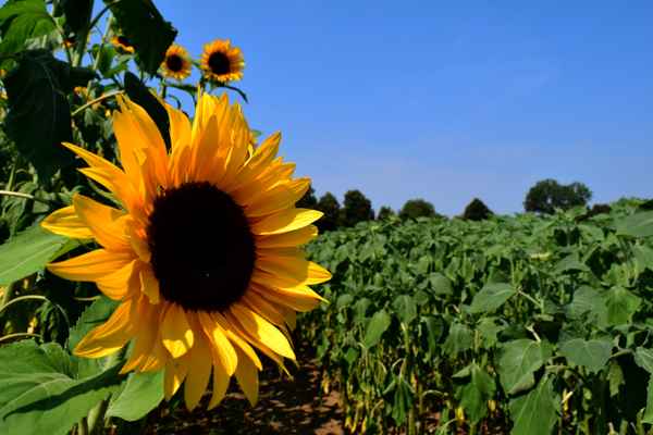 Die Stars des Sommers 02