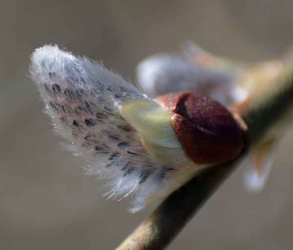 erste Frühlingsboten