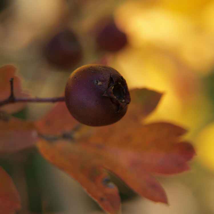 herbstlich
