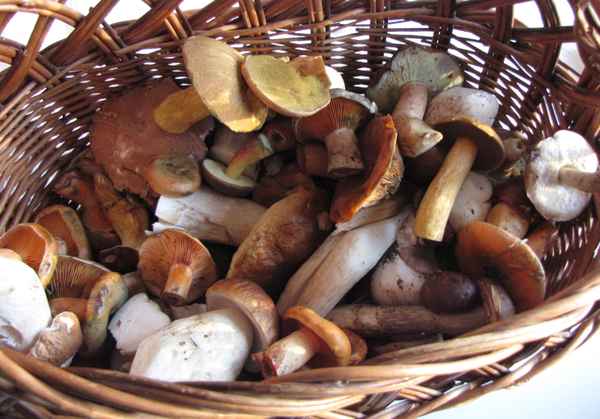 Sammelerfolg im Herbstwald