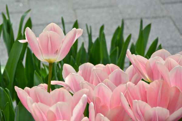 Tulpenbeet