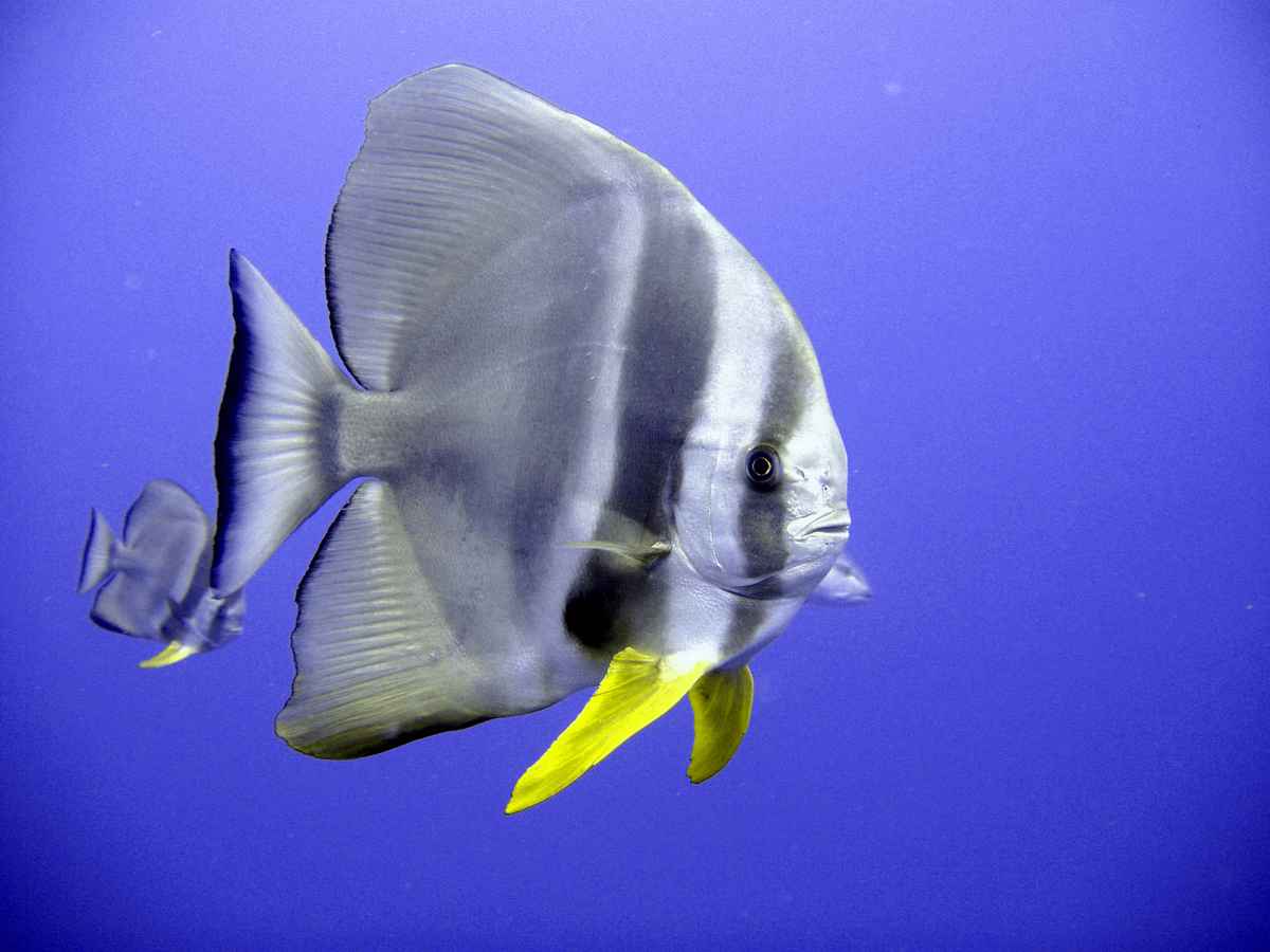 Fledermausfisch