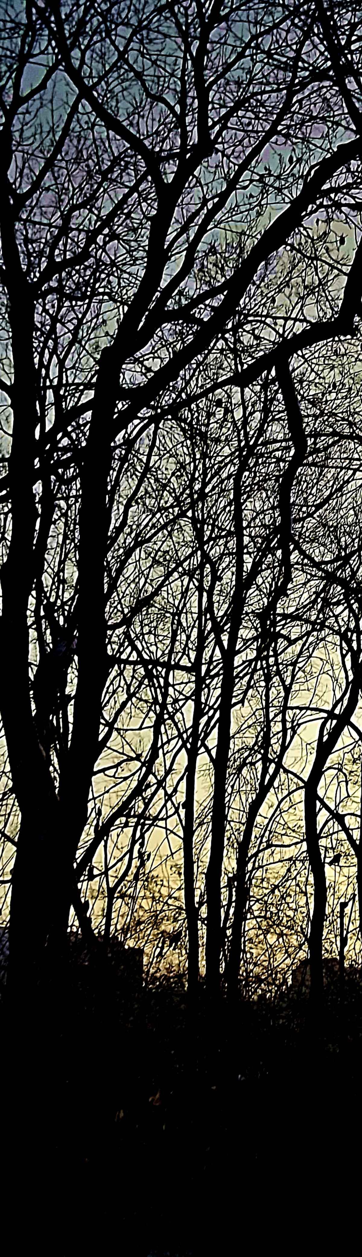 Hochformat Winterbäume