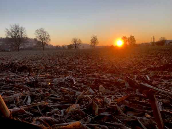 Morgendämmerung mit geerntetem Mais