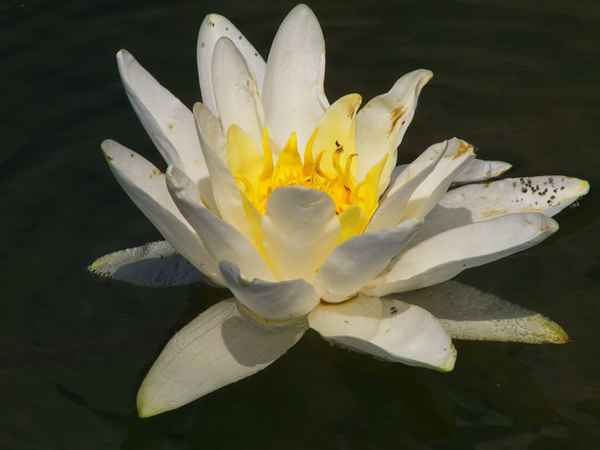 Seerose