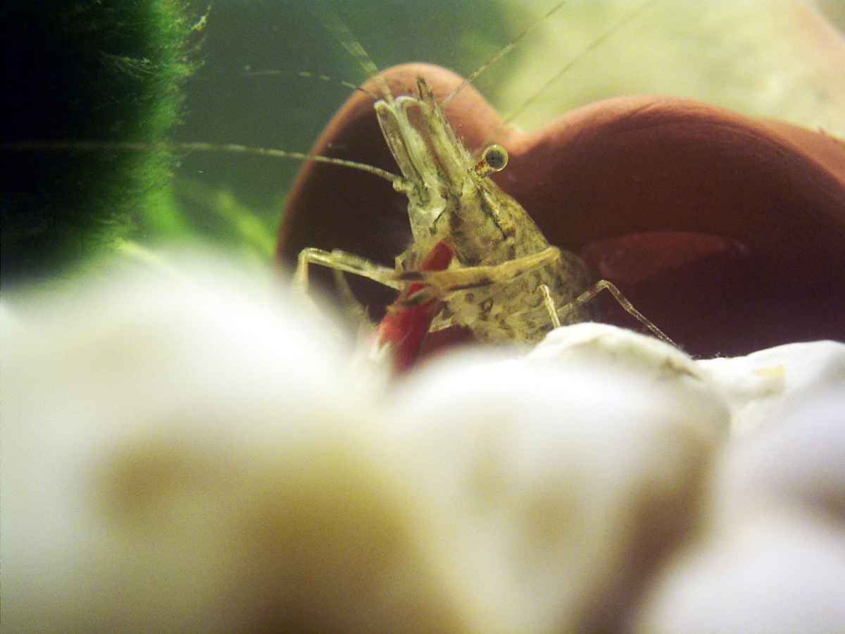 Garnele frisst Neon 2