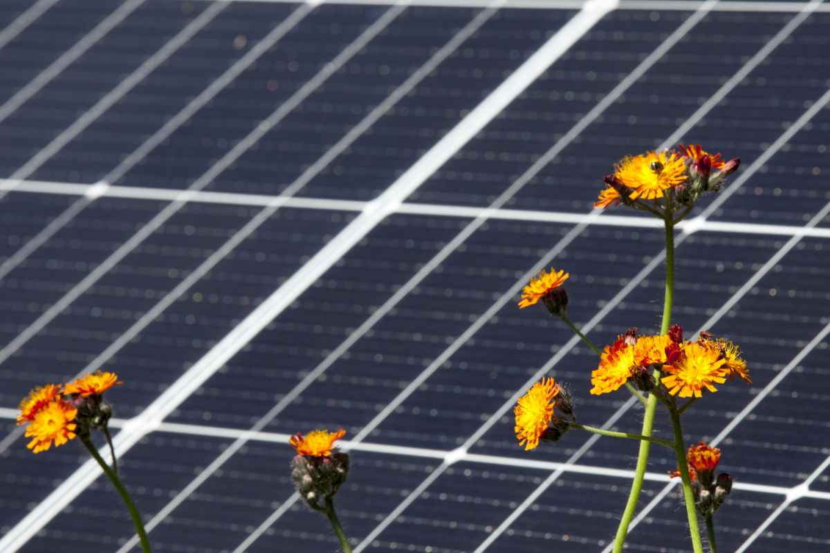 Photovoltaikanlage im Gruenen der Natur