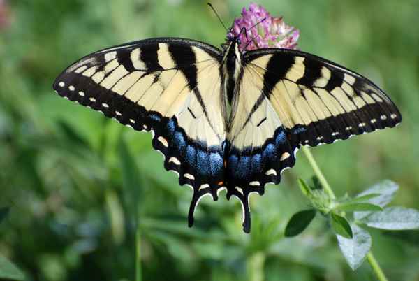 Schmetterling im Shenandoah National Park