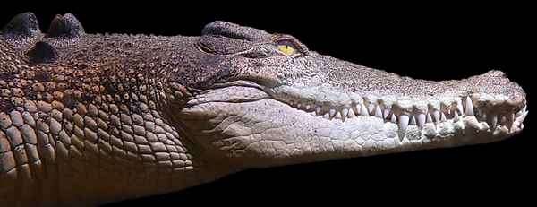 Krokodil
