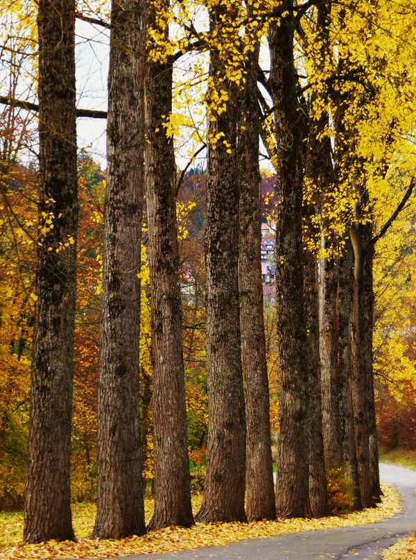 Pappelallee im Herbst