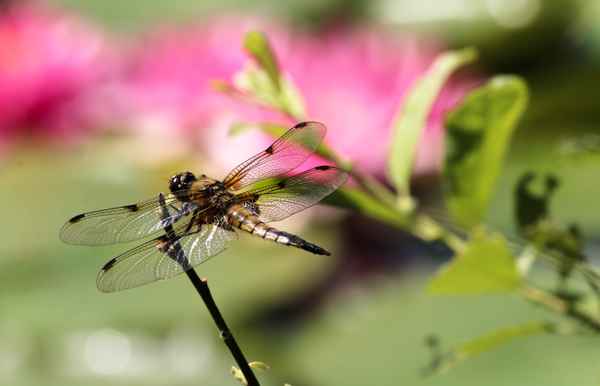 Libelle am Seerosenteich