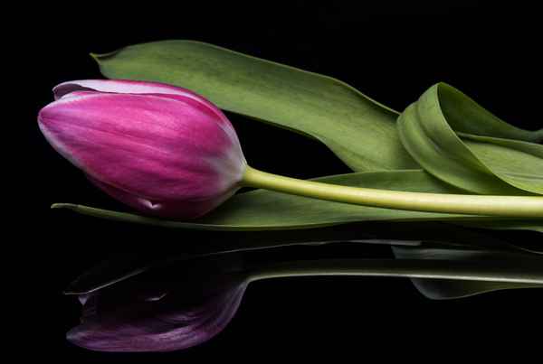 Tulpe