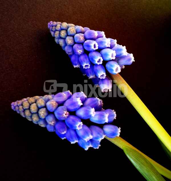 Blaues Hyazinthen Duo