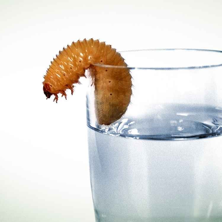 Tequilla.
