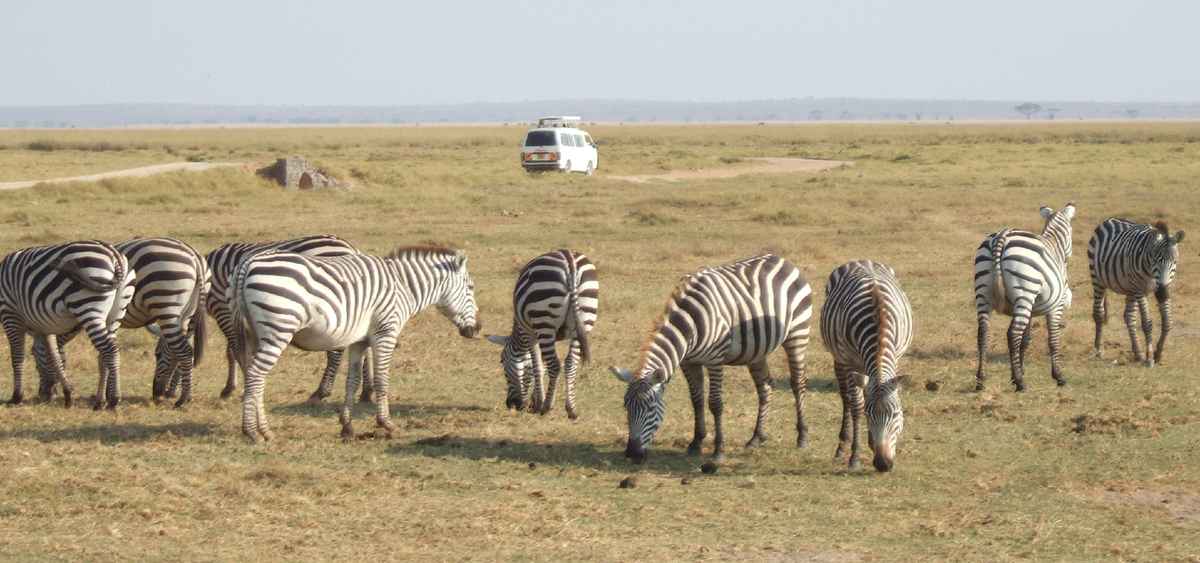 Zebras vor Kleinbus im Amboseli-Nationalpark