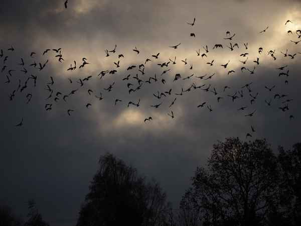 und alle tauben fliegen hoch