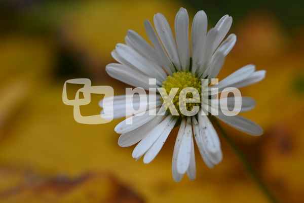 Gänseblümchen im Herbst