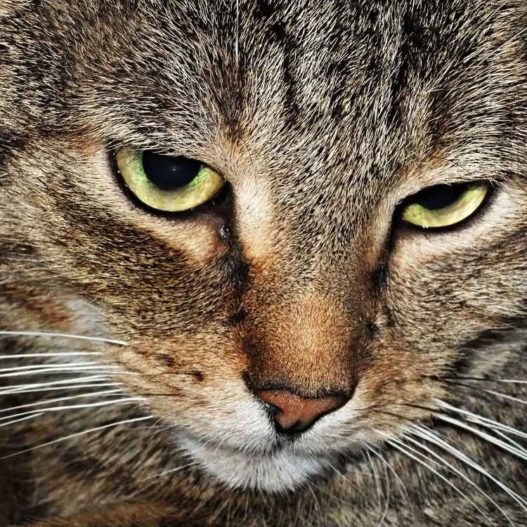 Kater Tarzan