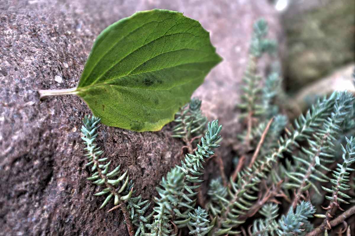 letztes grünes Blatt