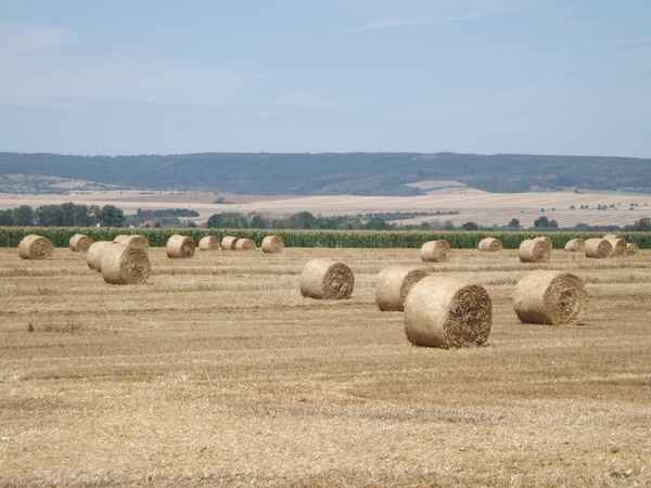 Strohballen - Rundballen auf dem Feld