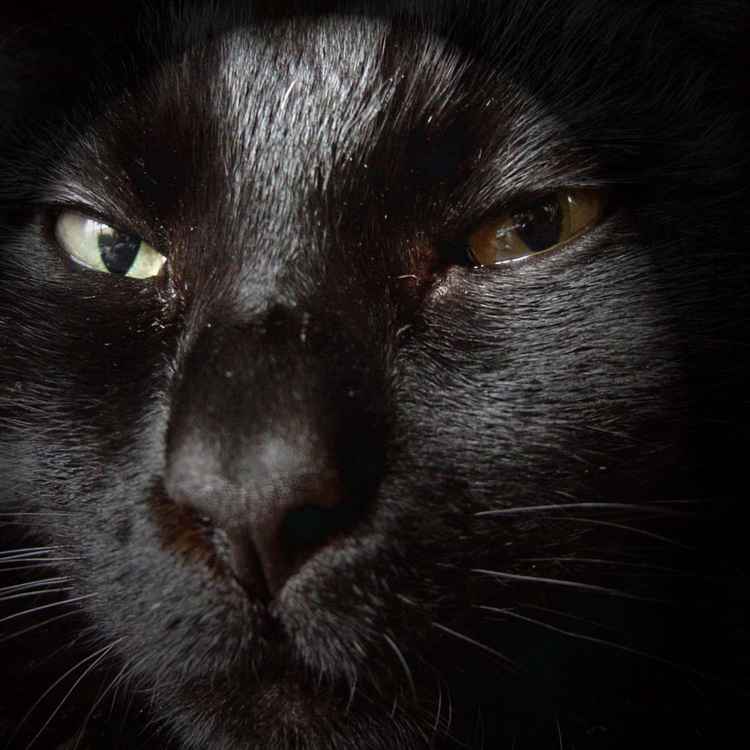 Blacky