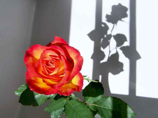 Schattenrose_2