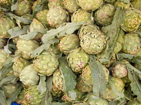 artischocke 2