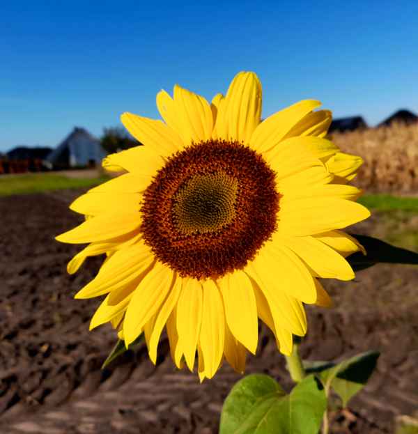 Sonnenblume 1