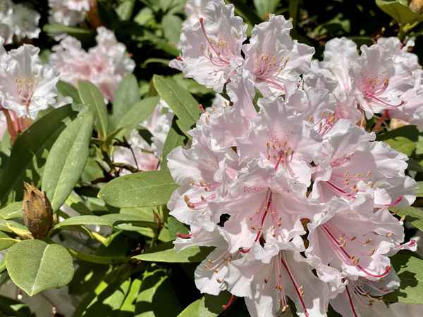 Die ersten blühen schon