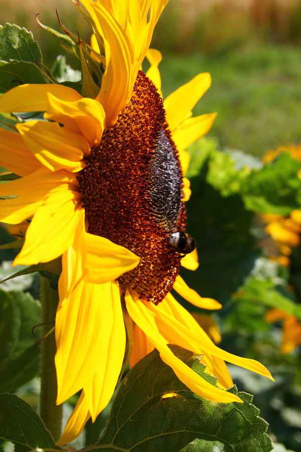 Sommer, Sonne, Sonnenblumen 07