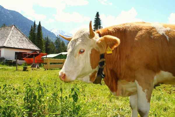 Xaverl, der kleine Stier 03