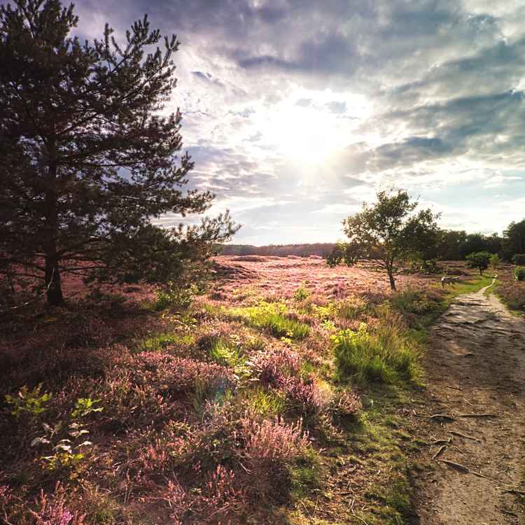 Spätsommer in der Heide