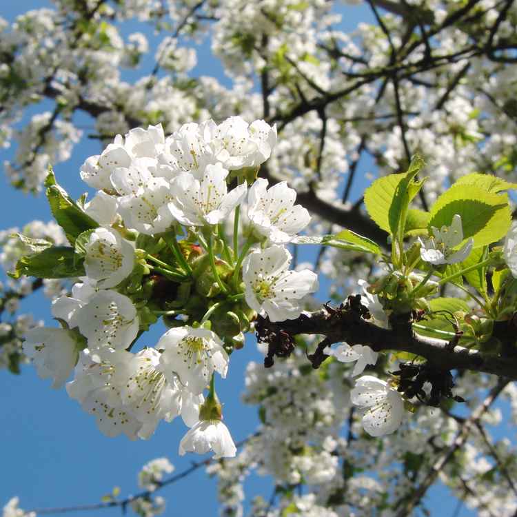 Noch mehr Kirschblüten